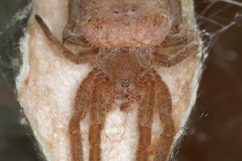 Cyrtophora_exanthematica_D4096_Z_89_Alexandra hills Brisbane_Australie.jpg